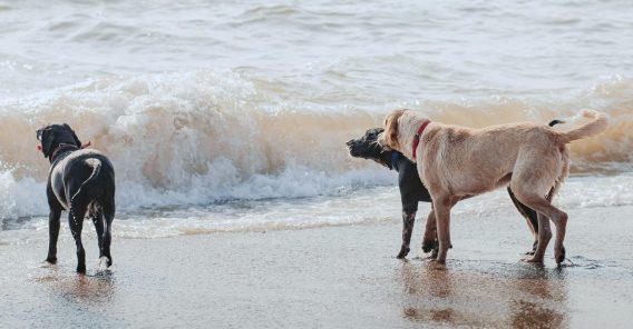 Residence Westduin - vakantie_met_hond_aan_zee_met_tuin