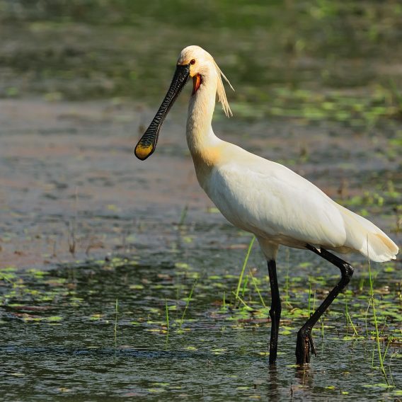 Residence Westduin - natuurgebied_het_zwanenwater_callantsoog